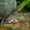Schabracken-Panzerwels, Scleromystax Barbatus -AQUATLATI Geschaft Scleromystax barbatus Corydoras barbatus