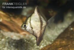Sebae-Flossenblatt, Monodactylus Sebae -AQUATLATI Geschaft Sebae Flossenblatt Monodactylus sebae 2