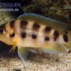 Sechsstreifen-Lamprologus, Neolamprologus Sexfasciatus Gold, DNZ -AQUATLATI Geschaft Sechsstreifen Lamprologus Neolamprologus sexfasciat