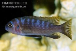 Sechsstreifen-Tilapia, Cynotilapia Afra "Jalo Reef", DNZ 10 Sechsstreifen-Tilapia, Cynotilapia Afra "Jalo Reef", DNZ -AQUATLATI Geschaft Sechsstreifen Tilapia Cynotilapia afra 2
