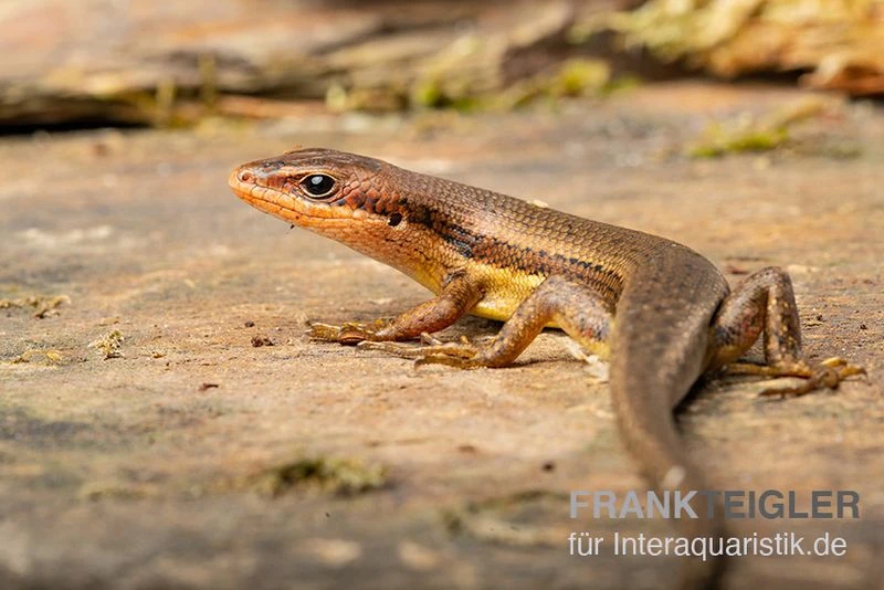 Senegal Mabuya, Trachylepis Affinis 4 Senegal Mabuya, Trachylepis Affinis - Image 2