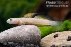 Cebu-Grundel, Sicyopus Cebuensis, 1 Paar -AQUATLATI Geschaft Sicyopus cebuensis 31