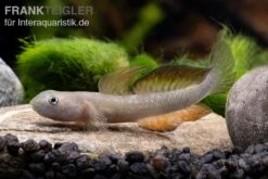 Cebu-Grundel, Sicyopus Cebuensis, 1 Paar -AQUATLATI Geschaft Sicyopus cebuensis 33