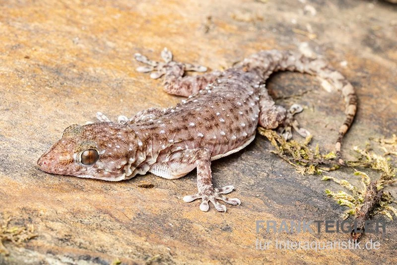 Sierra Leone Mauergecko, Tarentola Parvicarinata 3 Sierra Leone Mauergecko, Tarentola Parvicarinata