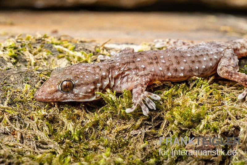 Sierra Leone Mauergecko, Tarentola Parvicarinata 4 Sierra Leone Mauergecko, Tarentola Parvicarinata – Bild 2