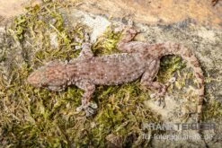 Sierra Leone Mauergecko, Tarentola Parvicarinata 7 Sierra Leone Mauergecko, Tarentola Parvicarinata -AQUATLATI Geschaft Sierra Leone Mauergecko Tarentola parvicarinata 3