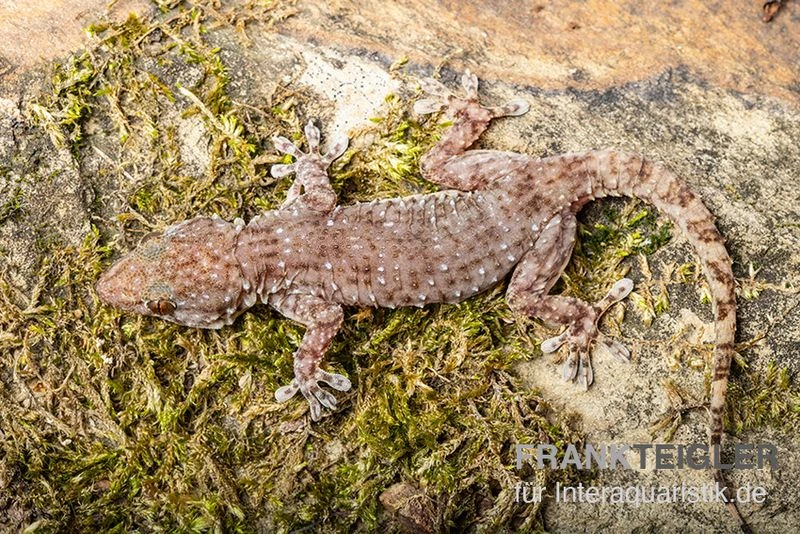 Sierra Leone Mauergecko, Tarentola Parvicarinata 5 Sierra Leone Mauergecko, Tarentola Parvicarinata – Bild 3