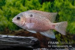 Silber-Buntbarsch, Vieja Argentea -AQUATLATI Geschaft Silber Buntbarsch Vieja argentea 2