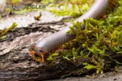 Silberner Tausendfüßer, Aulacobolus Unicatus "Silver" -AQUATLATI Geschaft Silberner Tausendfuesser Aulacobolus unicatus Silver 3