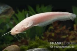 Goldener Flusswels, Silurus Glanis Gold (Kaltwasser) -AQUATLATI Geschaft Silurus glanis flusswels 1