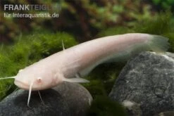 Goldener Flusswels, Silurus Glanis Gold (Kaltwasser) -AQUATLATI Geschaft Silurus glanis flusswels 2
