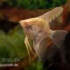 Skalar Albino Goldstripe Diamant, Pterophyllum Scalare 2 Skalar Albino Goldstripe Diamant, Pterophyllum Scalare -AQUATLATI Geschaft Skalar Albino Goldstripe Diamant Pterophyllum scalare 2