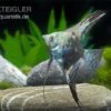 Skalar Philippine Blue Smokey, Pterophyllum Scalare