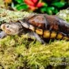 Skorpions-Klappschildkröte, Kinosternon Scorpioides -AQUATLATI Geschaft Skorpions Klappschildkroete Kinosternon scorpioides 1