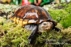 Skorpions-Klappschildkröte, Kinosternon Scorpioides -AQUATLATI Geschaft Skorpions Klappschildkroete Kinosternon scorpioides 3