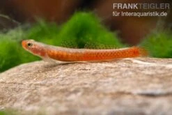 Smaragdgrundel, Stiphodon Surrufus, 1 Paar -AQUATLATI Geschaft Smaragdgrundel Stiphodon surrufus 3