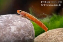 Smaragdgrundel, Stiphodon Surrufus, 1 Paar -AQUATLATI Geschaft Smaragdgrundel Stiphodon surrufus 4