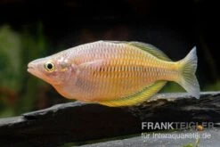 Sorong-Regenbogenfisch, Melanotaenia Fredericki Wild, 5 Tiere -AQUATLATI Geschaft Sorong Regenbogenfisch Melanotaenia fredericki Wild