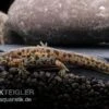 Spanischer Rippenmolch, Pleurodeles Waltl -AQUATLATI Geschaft Spanischer Rippenmolch Pleurodeles waltl 1