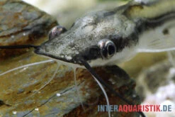 Spatelwels, Sorubim Lima