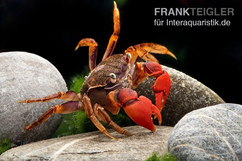 Spider Crab Sp. Extreme Red, Neosarmatium Cf. Meinerti 10 Spider Crab Sp. Extreme Red, Neosarmatium Cf. Meinerti - Image 8