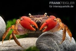 Spider Crab Sp. Extreme Red, Neosarmatium Cf. Meinerti 19 Spider Crab Sp. Extreme Red, Neosarmatium Cf. Meinerti -AQUATLATI Geschaft Spider Crab Red 14