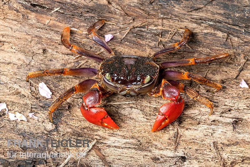 Spider Crab Sp. Extreme Red, Neosarmatium Cf. Meinerti 5 Spider Crab Sp. Extreme Red, Neosarmatium Cf. Meinerti - Image 3