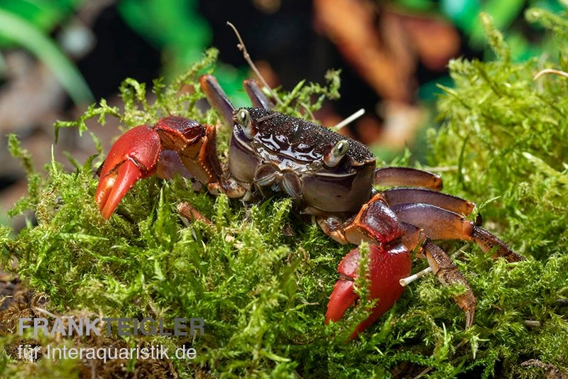 Spider Crab Sp. Extreme Red, Neosarmatium Cf. Meinerti 8 Spider Crab Sp. Extreme Red, Neosarmatium Cf. Meinerti - Image 6