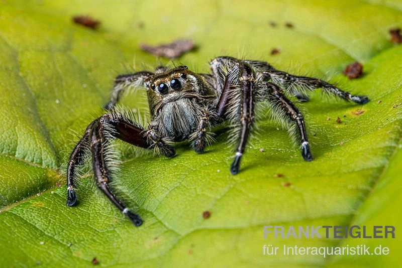 Springspinne, Hyllus Diardi 6 Springspinne, Hyllus Diardi - Image 4