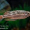 Starche-Creek-Regenbogenfisch, Melanotaenia Maccullochi "Starche Creek", 5 Tiere