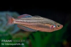 Starche-Creek-Regenbogenfisch, Melanotaenia Maccullochi "Starche Creek", 5 Tiere 9 Starche-Creek-Regenbogenfisch, Melanotaenia Maccullochi "Starche Creek", 5 Tiere -AQUATLATI Geschaft Starche Creek Regenbogenfisch Melanotaenia maccullochi Starche Creek 3