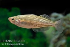 Starche-Creek-Regenbogenfisch, Melanotaenia Maccullochi "Starche Creek", 5 Tiere 10 Starche-Creek-Regenbogenfisch, Melanotaenia Maccullochi "Starche Creek", 5 Tiere -AQUATLATI Geschaft Starche Creek Regenbogenfisch Melanotaenia maccullochi Starche Creek 4