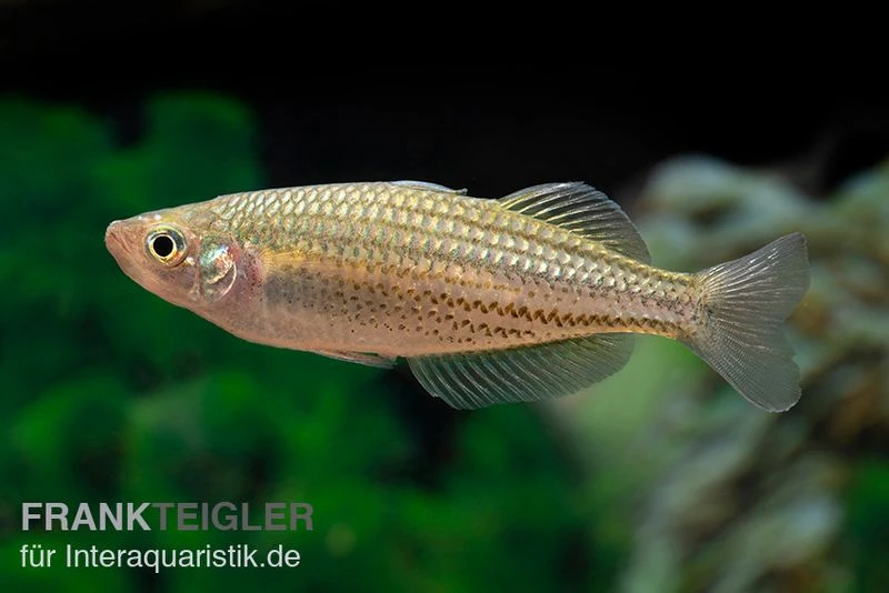 Starche-Creek-Regenbogenfisch, Melanotaenia Maccullochi "Starche Creek", 5 Tiere 6 Starche-Creek-Regenbogenfisch, Melanotaenia Maccullochi "Starche Creek", 5 Tiere - Image 4