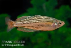 Starche-Creek-Regenbogenfisch, Melanotaenia Maccullochi "Starche Creek", 5 Tiere 11 Starche-Creek-Regenbogenfisch, Melanotaenia Maccullochi "Starche Creek", 5 Tiere -AQUATLATI Geschaft Starche Creek Regenbogenfisch Melanotaenia maccullochi Starche Creek 5