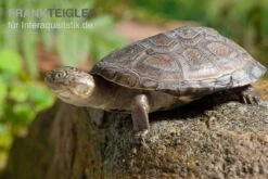 Starrbrust-Pelomeduse, Pelomedusa Subrufa