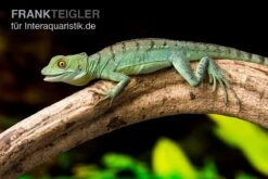 Stirnlappenbasilisk, Basiliscus Plumifrons 7 Stirnlappenbasilisk, Basiliscus Plumifrons -AQUATLATI Geschaft Stirnlappenbasilisk Basiliscus plumifrons 3