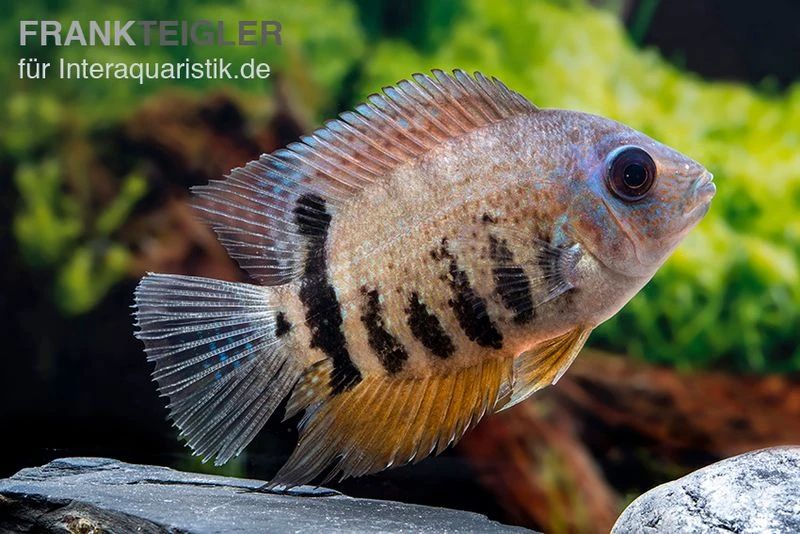 Streifen-Augenfleckbuntbarsch, Heros Notatus 4 Streifen-Augenfleckbuntbarsch, Heros Notatus - Image 2