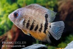 Streifen-Augenfleckbuntbarsch, Heros Notatus 9 Streifen-Augenfleckbuntbarsch, Heros Notatus -AQUATLATI Geschaft Streifen Augenfleckbuntbarsch Heros notatus 3