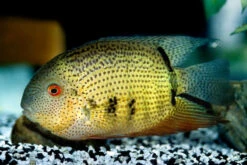 Streifen-Augenfleckbuntbarsch, Heros Notatus 8 Streifen-Augenfleckbuntbarsch, Heros Notatus -AQUATLATI Geschaft Streifen Augenfleckbuntbarsch Heros notatus neu