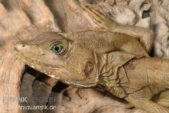Streifenbasilisk, Basiliscus Vittatus -AQUATLATI Geschaft Streifenbasilisk Basiliscus vittatus 1