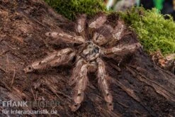Leopardvogelspinne, Stromatopelma Calceatum XL -AQUATLATI Geschaft Stromatopelma calceatum 6