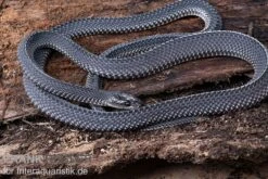 Südliche Feilennatter, Mehelya Capensis -AQUATLATI Geschaft Suedliche Feilennatter Mehelya capensis 3