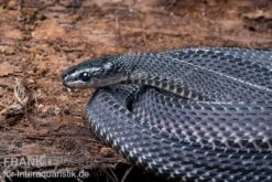 Südliche Feilennatter, Mehelya Capensis -AQUATLATI Geschaft Suedliche Feilennatter Mehelya capensis 5