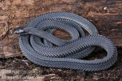 Südliche Feilennatter, Mehelya Capensis -AQUATLATI Geschaft Suedliche Feilennatter Mehelya capensis 6