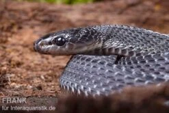 Südliche Feilennatter, Mehelya Capensis -AQUATLATI Geschaft Suedliche Feilennatter Mehelya capensis 7