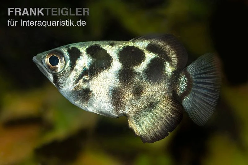 Süßwasser-Schützenfisch, Toxotes Blythii 3 Süßwasser-Schützenfisch, Toxotes Blythii