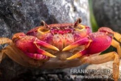 Lila Süßwasserkrabbe, Globithelphusa "indian Lilac" 17 Lila Süßwasserkrabbe, Globithelphusa "indian Lilac" -AQUATLATI Geschaft Suesswasserkrabbe Globithelphusa indian lilac n3