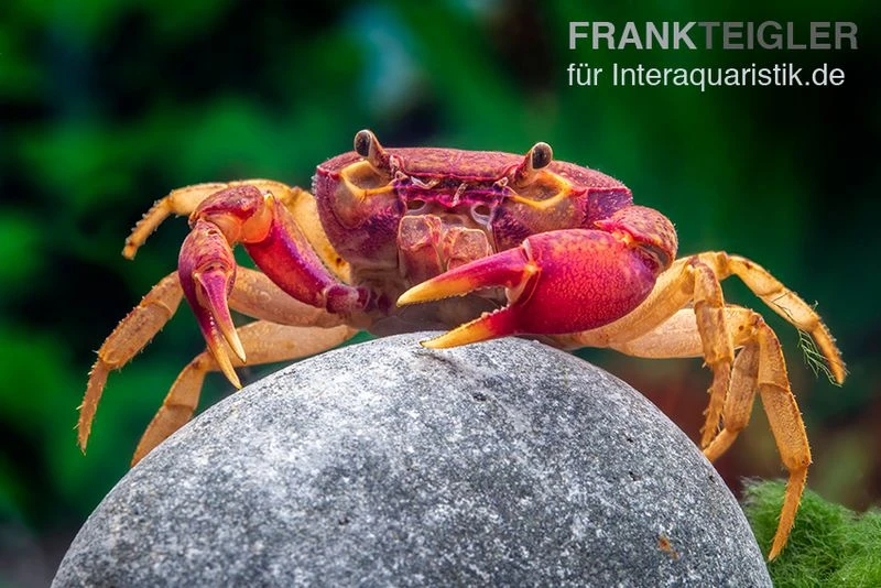 Lila Süßwasserkrabbe, Globithelphusa "indian Lilac" 9 Lila Süßwasserkrabbe, Globithelphusa "indian Lilac" - Image 7