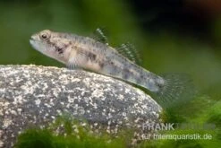 Sumatra Grundel, Mugilogobius Sp Sumatra, 5er Gruppe -AQUATLATI Geschaft Sumatra Grundel Mugilogobius sp Sumatra