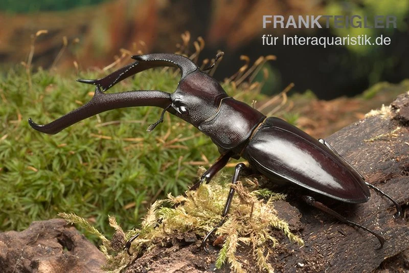 Sumatra-Hirschkäfer, Hexarthrius Mandibularis 3 Sumatra-Hirschkäfer, Hexarthrius Mandibularis